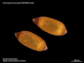   Seeds:   Centrolepis fascicularis ; Photo by South Australian Seed Conservation Centre, used with permission
